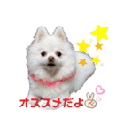 ポケコロちゃん 3（個別スタンプ：10）