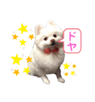 ポケコロちゃん 3（個別スタンプ：13）