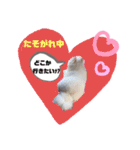 ポケコロちゃん 3（個別スタンプ：15）