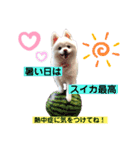 ポケコロちゃん 3（個別スタンプ：17）