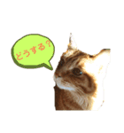 メルちゃんの日常（個別スタンプ：5）
