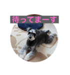 ミニシュナ福太郎（個別スタンプ：13）