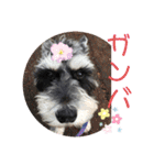 ミニシュナ福太郎（個別スタンプ：14）