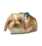 まろちろにこ②（個別スタンプ：9）