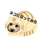 ほりえ家のトミーくん！（個別スタンプ：3）