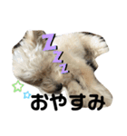 ほりえ家のトミーくん！（個別スタンプ：5）