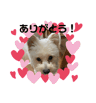 ほりえ家のトミーくん！（個別スタンプ：7）