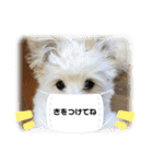 ほりえ家のトミーくん！（個別スタンプ：10）