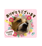 可愛いアホ犬スタンプ（個別スタンプ：3）