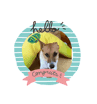 可愛いアホ犬スタンプ（個別スタンプ：4）