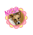 可愛いアホ犬スタンプ（個別スタンプ：6）