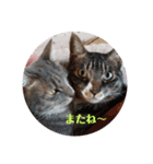 ニコ＆ナナ（個別スタンプ：11）