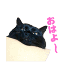 わんにゃんわーるどっ！（個別スタンプ：1）
