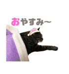 わんにゃんわーるどっ！（個別スタンプ：3）