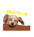 わんにゃんわーるどっ！（個別スタンプ：12）