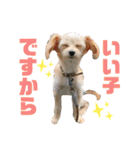 わんにゃんわーるどっ！（個別スタンプ：13）