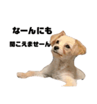 わんにゃんわーるどっ！（個別スタンプ：14）