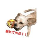 わんにゃんわーるどっ！（個別スタンプ：17）
