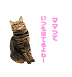 わんにゃんわーるどっ！（個別スタンプ：19）