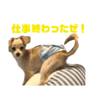 わんにゃんわーるどっ！（個別スタンプ：31）