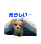 わんにゃんわーるどっ！（個別スタンプ：32）