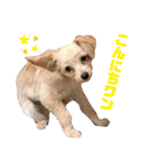 わんにゃんわーるどっ！（個別スタンプ：36）