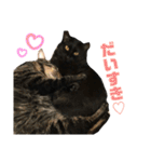 わんにゃんわーるどっ！（個別スタンプ：37）