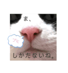 石黒カスティエルのつぶやきスタンプ①（個別スタンプ：3）