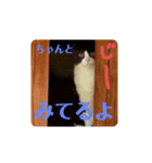 石黒カスティエルのつぶやきスタンプ①（個別スタンプ：5）