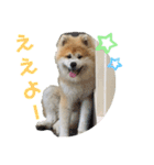 もふもふモフモフ（個別スタンプ：3）