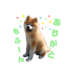 もふもふモフモフ（個別スタンプ：5）