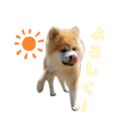もふもふモフモフ（個別スタンプ：6）