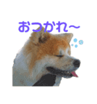 もふもふモフモフ（個別スタンプ：8）