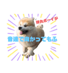もふもふモフモフ（個別スタンプ：11）