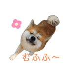 もふもふモフモフ（個別スタンプ：12）