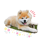 もふもふモフモフ（個別スタンプ：17）