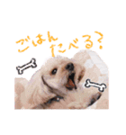 プードルももななここ（個別スタンプ：1）