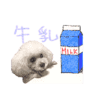 プードルももななここ（個別スタンプ：2）