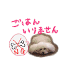 プードルももななここ（個別スタンプ：4）