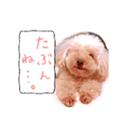 プードルももななここ（個別スタンプ：8）