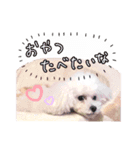 プードルももななここ（個別スタンプ：11）