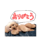 プードルももななここ（個別スタンプ：12）