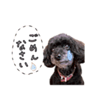 プードルももななここ（個別スタンプ：13）