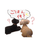 プードルももななここ（個別スタンプ：15）