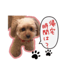 プードルももななここ（個別スタンプ：16）
