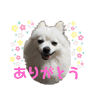 メロとハルのスタンプ1（個別スタンプ：2）