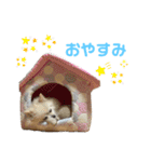 メロとハルのスタンプ1（個別スタンプ：10）