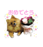 メロとハルのスタンプ1（個別スタンプ：13）