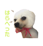 メロとハルのスタンプ1（個別スタンプ：17）
