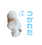 メロとハルのスタンプ1（個別スタンプ：21）